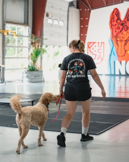 Upstate Canine Trainer handling a dog during training session