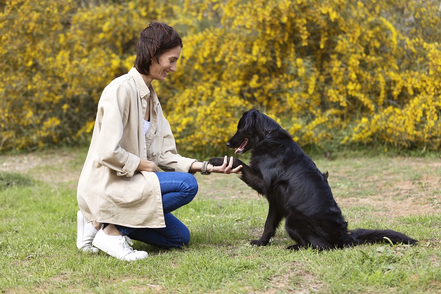 Dog Training