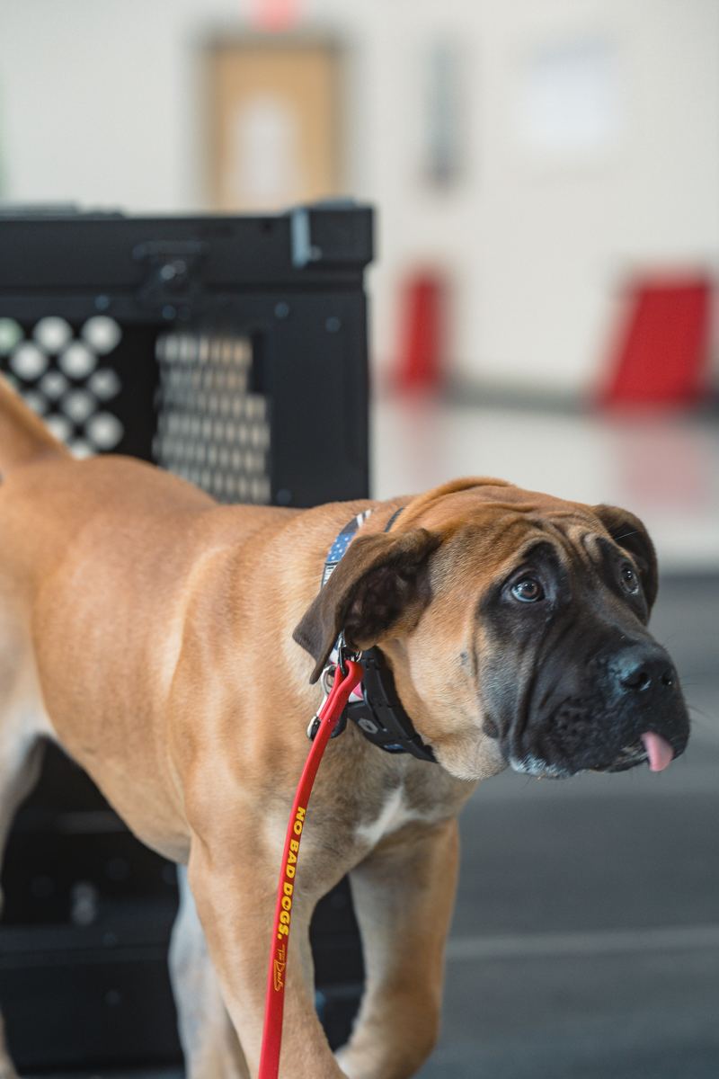 Puppy in the Foundations Program at Upstate Canine Academy