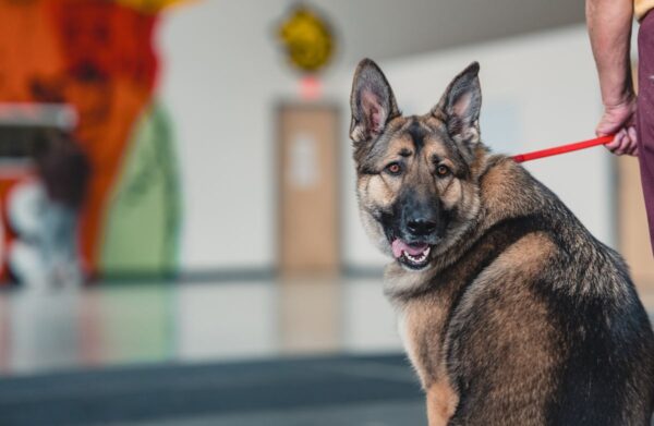 German Shepherd during a Board & Train session at Upstate Canine Academy
